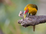 saffron toucanet<br><i>(Baillonius bailloni)</i>