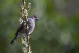 red-crested cotinga<br><i>(Ampelion rubrocristatus)</i>