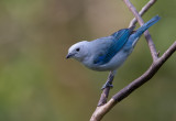 blue-gray tanager<br><i>(Thraupis episcopus)</i>