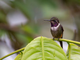 purple-throated woodstar<br><i>(Calliphlox mitchellii)</i>