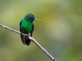 greenish puffleg<br><i>(Haplophaedia aureliae)</i>