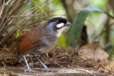 jocotoco antpitta<br><i>(Grallaria ridgelyi)</i>