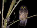 white-throated screech owl<br><i>(Megascops albugularis)</i>