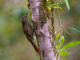 montane woodcreeper<br><i>(Lepidocolaptes lacrymiger)</i>