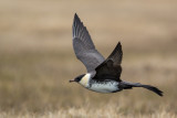 pomerine skua(Stercorarius pomarinus, NL: middelste jager)