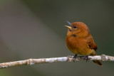 cinnamon flycatcher<br><i>(Pyrrhomyias cinnamomeus)</i>