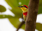 yellow-fronted woodpecker<br><i>(Melanerpes flavifrons)</i>