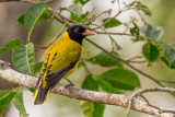 black-winged oriole<br><i>(Oriolus nigripennis)</i>