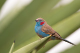 red-cheeked cordon-bleu<br><i>(Uraeginthus bengalus)</i>