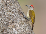 grey woodpecker<br><i>(Dendropicos goertae)</i>