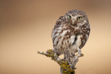 little owl<br><i>(Athene noctua)</i>