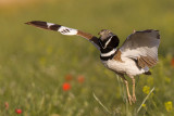 little bustard (male in display)<br><i>(Tetrax tetrax)</i>