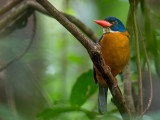 blue-headed kingfisher<br><i>(Actenoides monachus)</i>