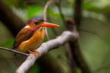 sulawesi dwarf kingfisher<br><i>(Ceyx fallax)</i>