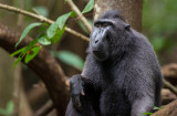 celebes crested macaque<br><i>(Macaca nigra)</i>