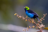 paradise tanager<br><i>(Tangara chilensis)</i>