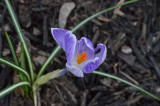 DSC_0065.jpg