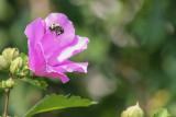 IMG_1916.jpg