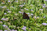 IMG_3712.jpg