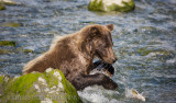 BrownBear-8050.jpg