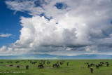 Africa