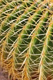 Globe cactus