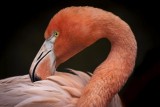 _MG_5878 Coy Flamingo.jpg