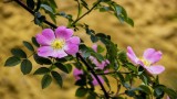 IMG_2727_1906.jpg