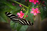 Flowers ,Fauna and Butterflies