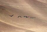 Nazca Boobies