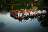 Swan boats