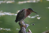 Green Heron (Butorides virescens)
