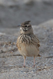 Crested Lark (Galerida cristata)