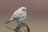 Desert Wheatear (Oenanthe deserti)