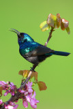 Palestine Sunbird (Nectarinia osea)