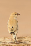 Desert Sparrow (Passer simplex)