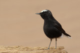 White-crowned Black Wheatear (Oenanthe leucopyga)