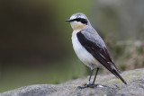 Northern Wheatear (Oenanthe oenanthe)
