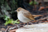 Thrush Nightingale (Lucinia lucinia)