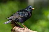 Common Starling (Sturnus vulgaris)