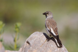 White-winged Snow Finch (Montifringilla nivalis)