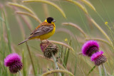 Black-headed Bunting (Emberiza melanocephala)