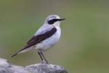 Northern Wheatear (Oenanthe oenanthe) ssp. oenanthe