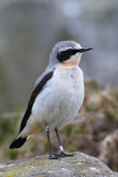 Northern Wheatear (Oenanthe oenanthe) ssp. oenanthe