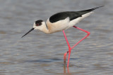 Black-winged Stilt (Himantopus himantopus)