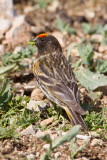 Red-fronted Serin (Serinus pusillus)