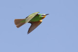 Blue-cheeked Bee-eater (Merops persicus)