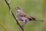 Common Whitethroat (Sylvia communis) (icterops?)