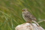 Corn Bunting (Miliaria calandra)