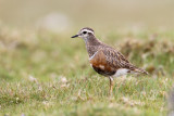 Dotterel (Charadrius morinellus)